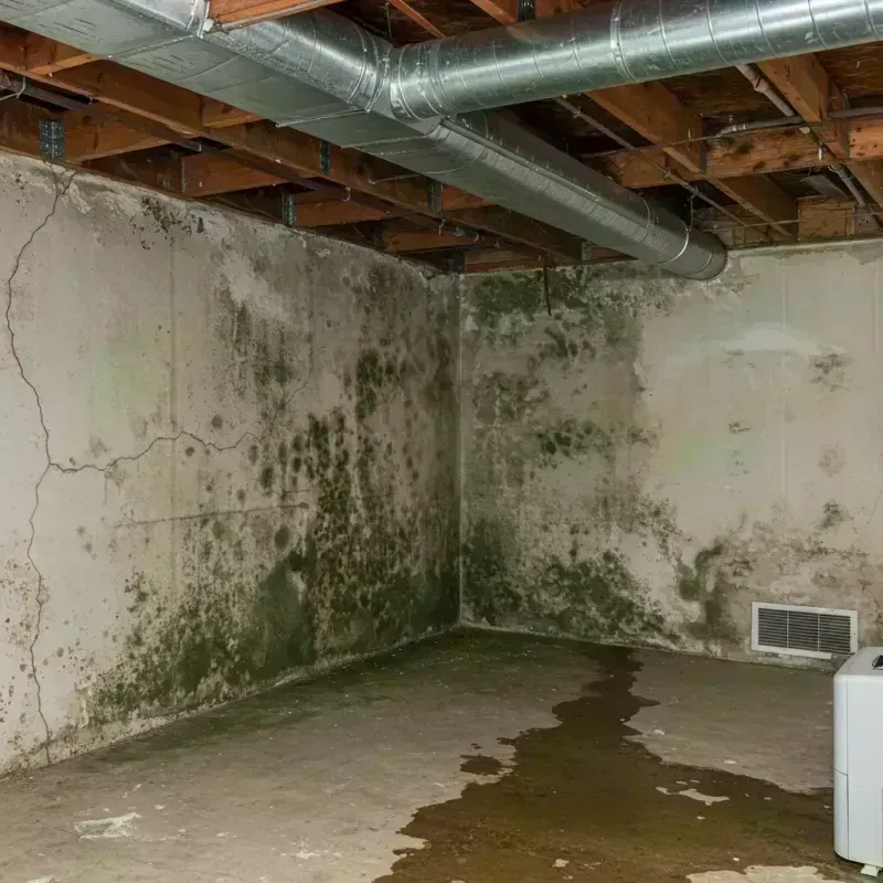 Professional Mold Removal in Concordia, MO